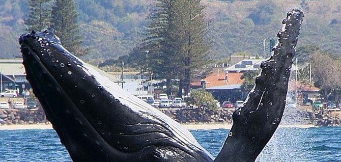 Whale Season in Byron Bay