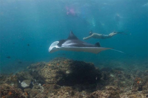 Diving with Manta rays