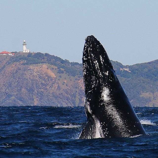 Whales in Byron Bay